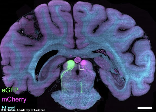 1627943550 393 Worlds first high resolution 3D image of a monkey BRAIN is