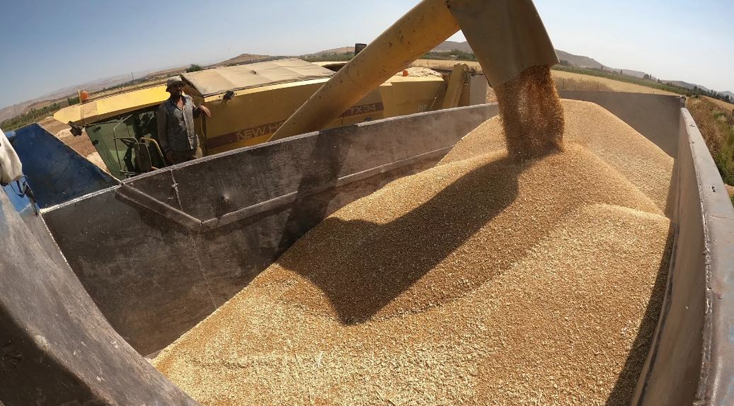 أسعار القمح عالميا