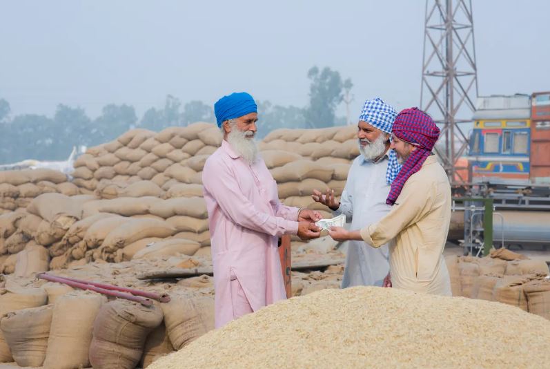 القمح الهندي