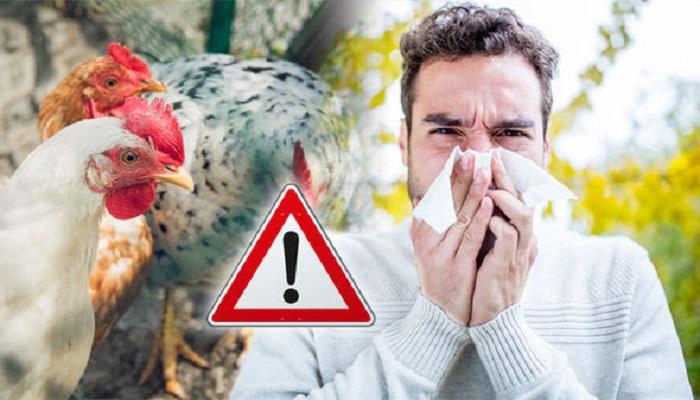 47 131027 avian influenza dangerous